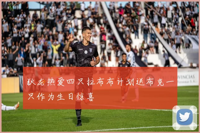 狄龙热爱四只拉布布计划送布克一只作为生日惊喜